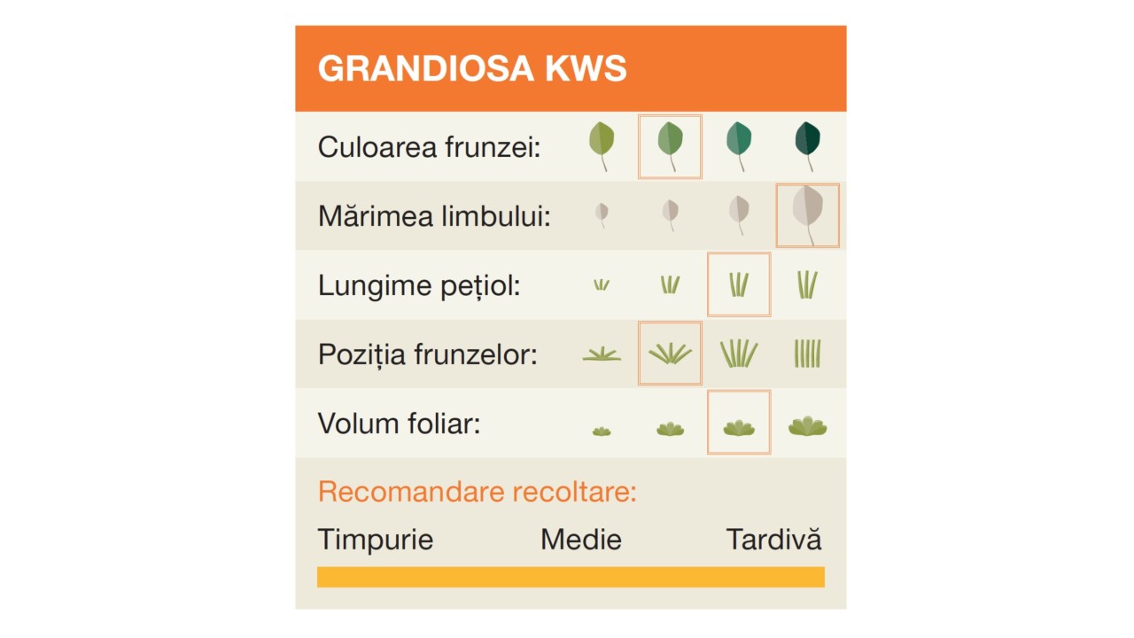 kws_grandiosa_kws_2.jpg
