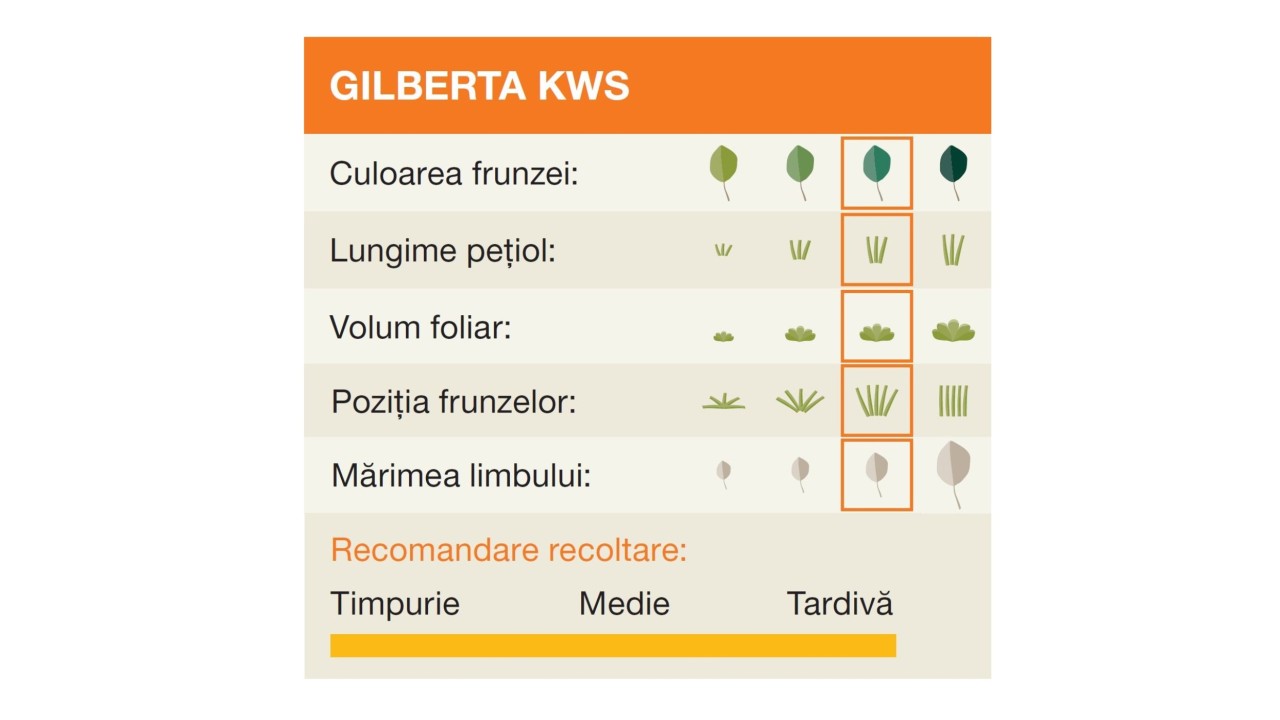 kws_ro_gilberta_kws.jpg
