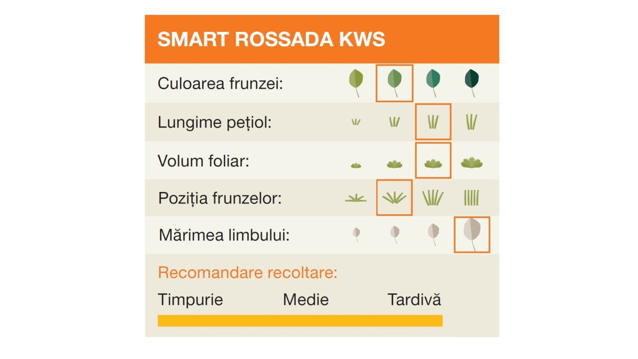 kws_ro_smart_rossada_kws.jpg