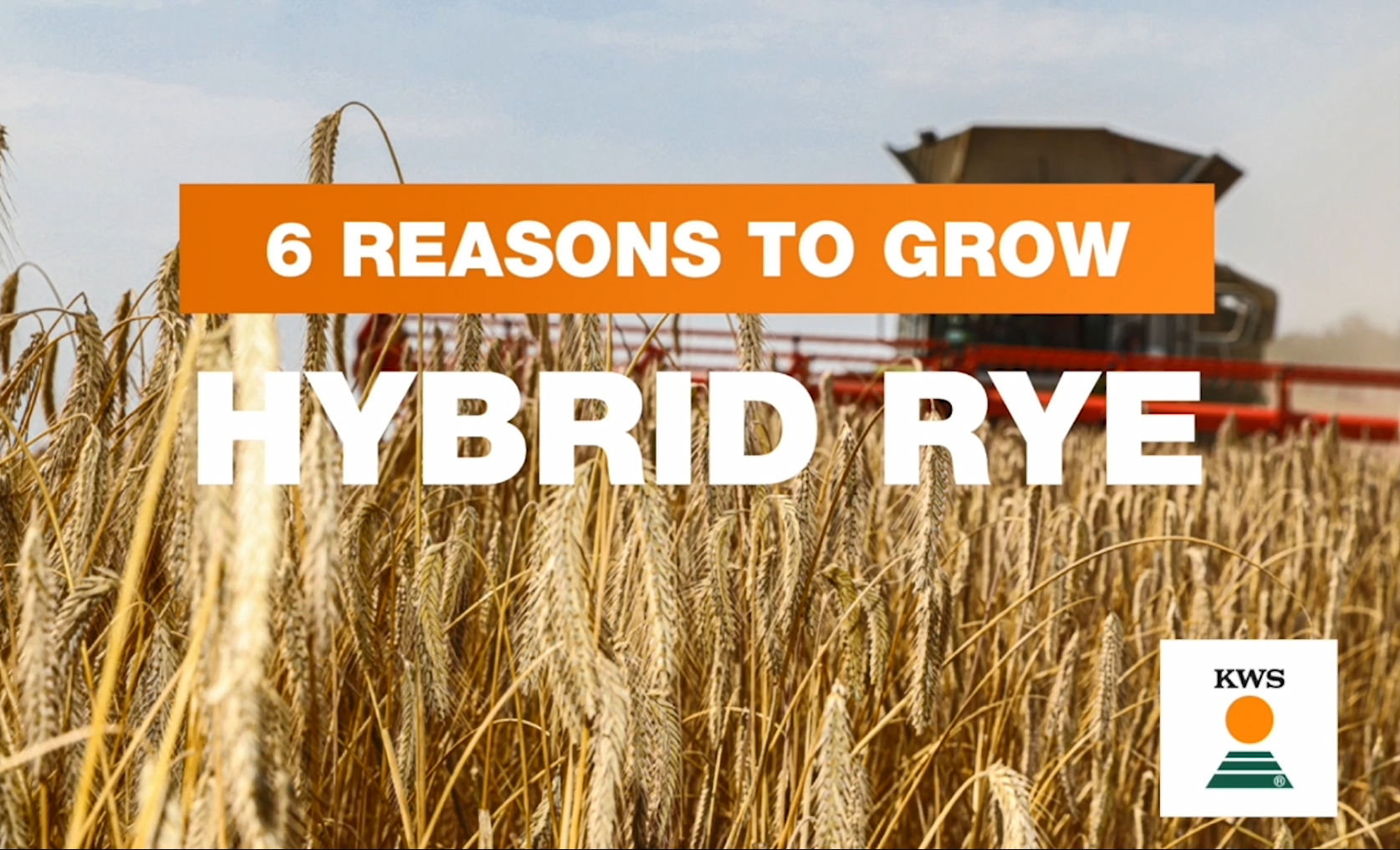 6-reasons-to-grow-rye.jpg