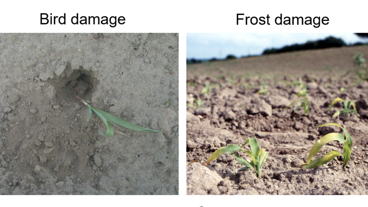 Bird-and-frost-damage-corn-2.png
