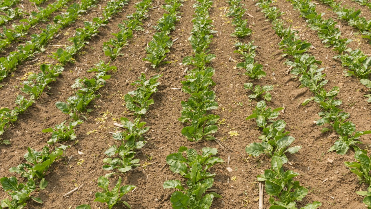 SMART-JANNINKA-KWS-Sentry-Farms.jpg