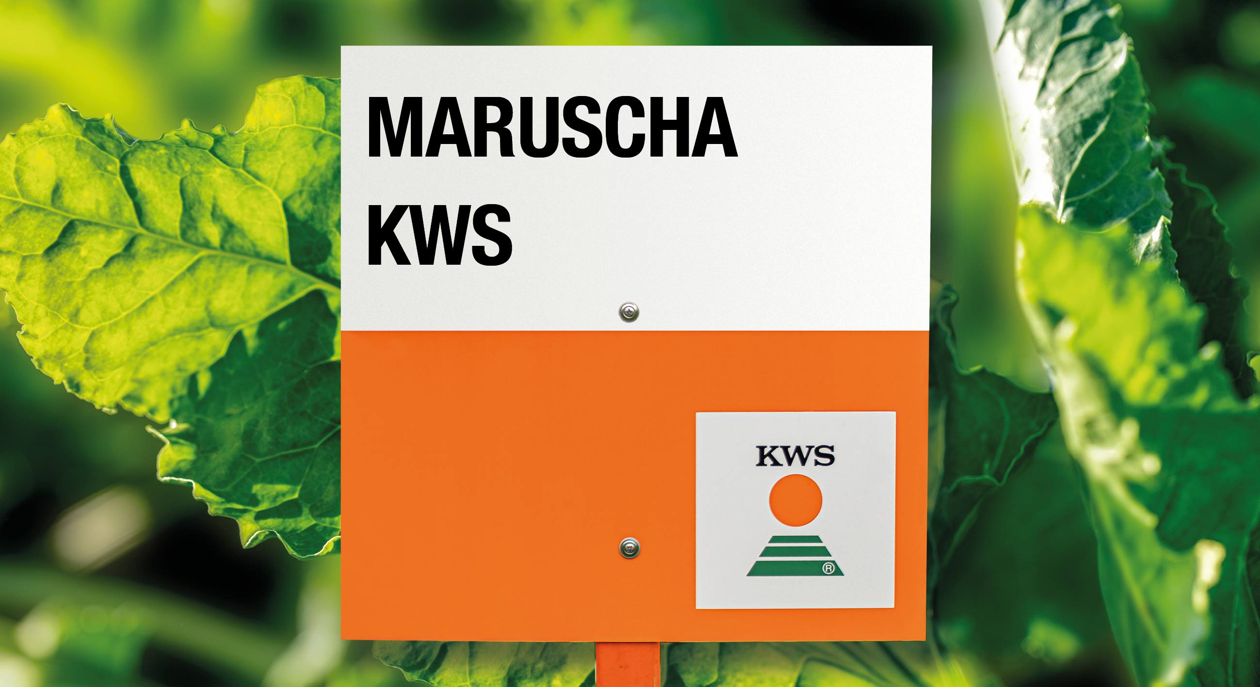 MARUSHA-KWS_Key-visual.png