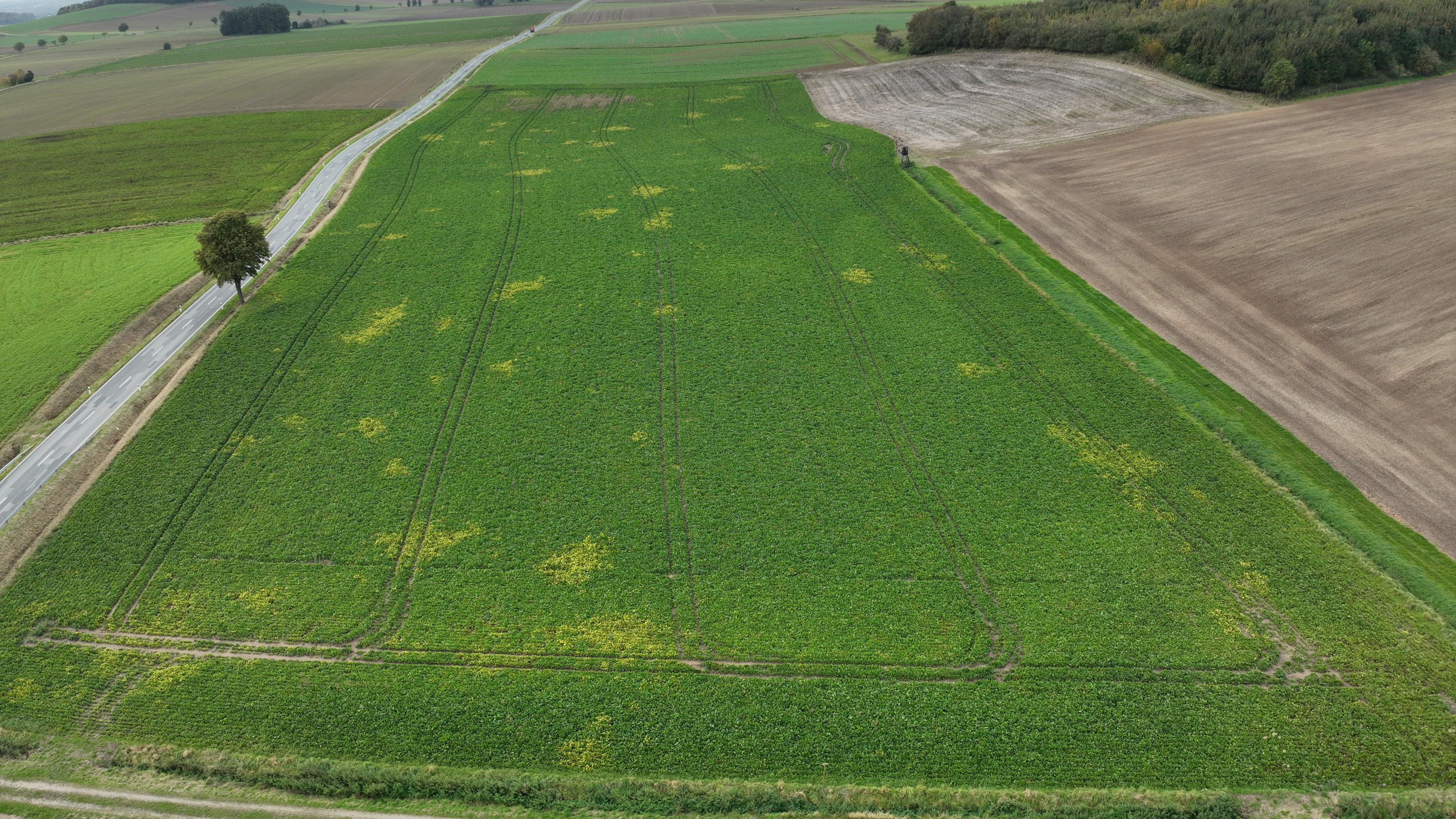 Germany 2025, field with circular yellow patches characteristic of Virus Yellows infection