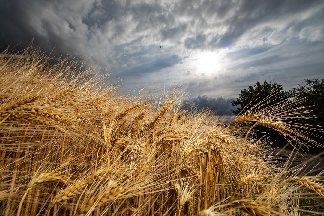 Barley-dark-sky-klein.jpg