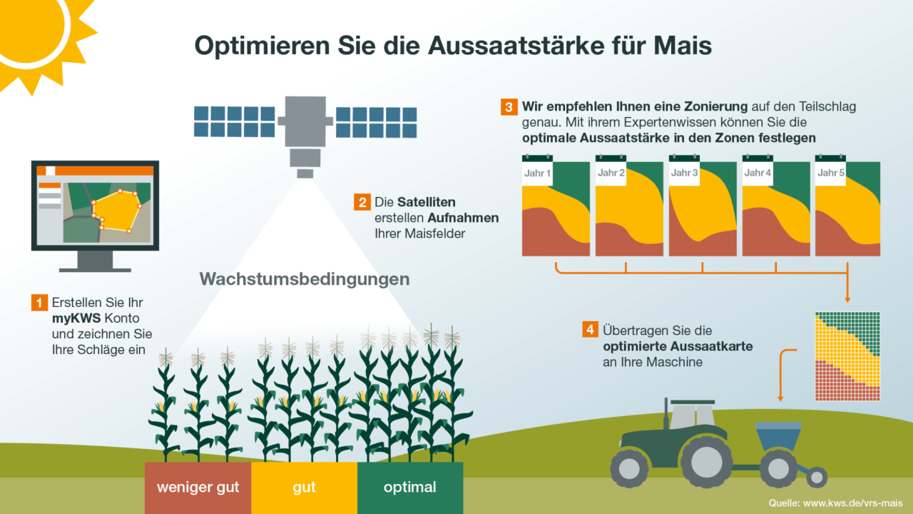 Aussaatstärke von Mais optimieren