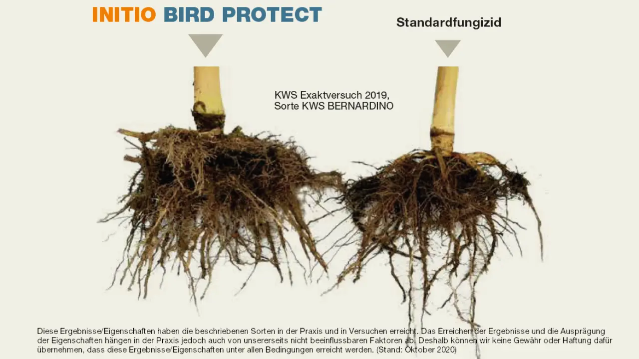 INITIO-BIRD-PROTECT_Wurzelvergleich.png