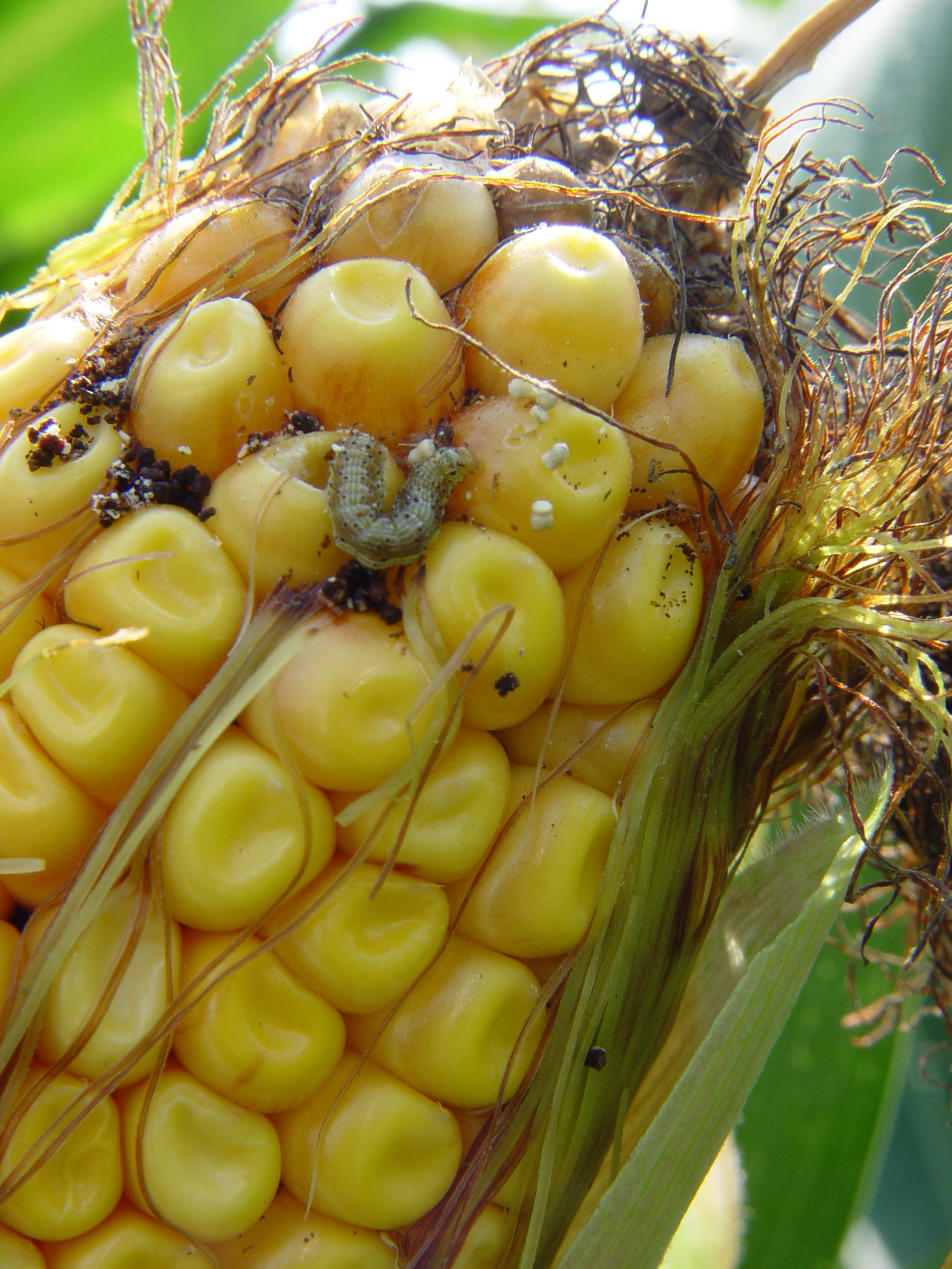 Infestation sur l'épi de pyrale du maïs