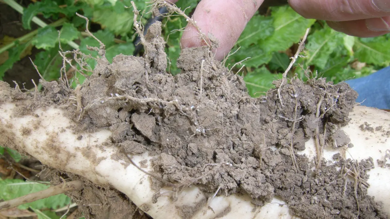 KWS_nematodenzysten_an_ruebe.jpg