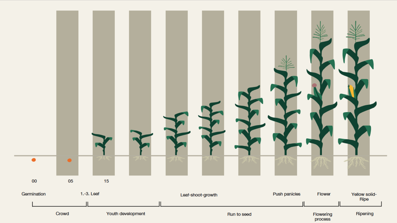 KWS_development_corn.png