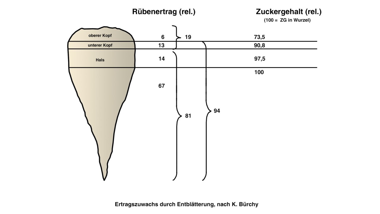 abbildung_ertragszuwachs_ruebe.png