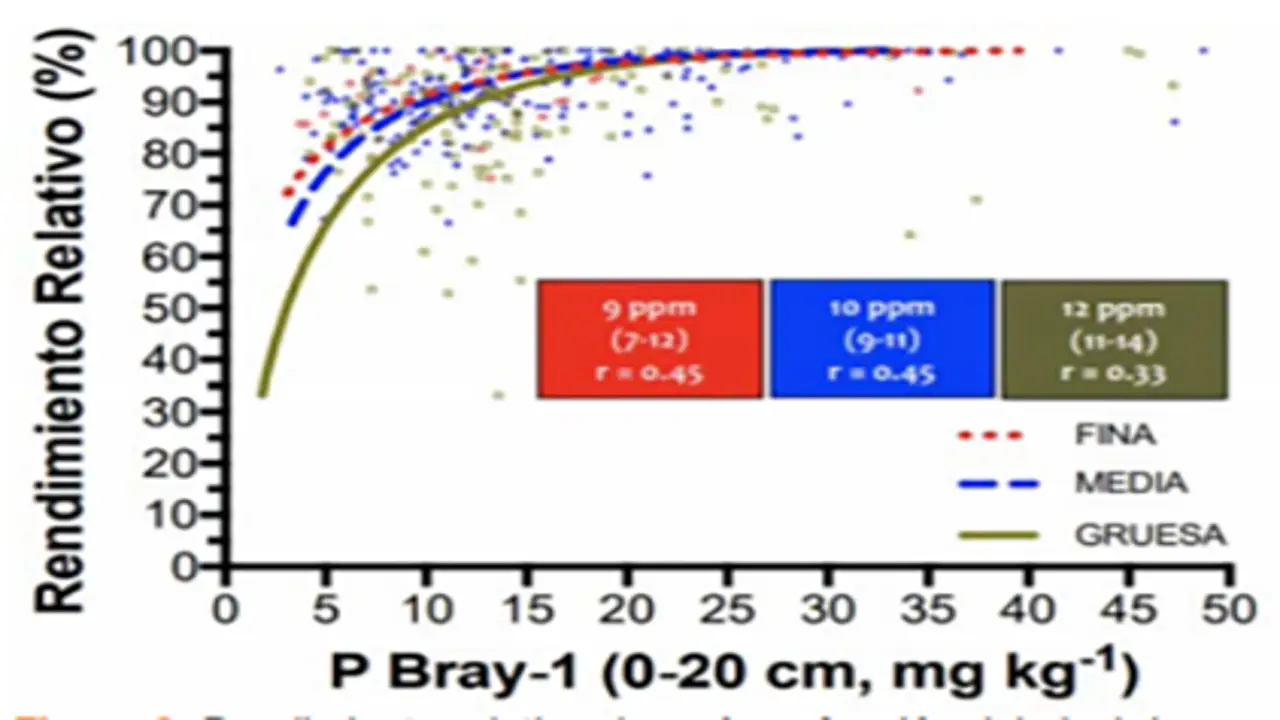 Figura 2: Rendimiento relativo de maíz en función del nivel de puntual de lote y productor en particular. PBray-1 (0-20 cm) a la siembra. Los valores de los recuadros indican el nivel crítico de PBray-1 para obtener 90% del rendimiento relativo y su intervalo de confianza al 95% según textura de los suelos (Fina: Argiudoles Vérticos, Media: Argiudoles Típicos y Gruesa: Hapludoles). n= 377 ensayos en región pampeana entre 1980 y 2016. Fuente: Correndo y col. (2018)