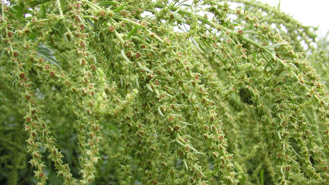 kws_plate_5_09_maturation_.jpg