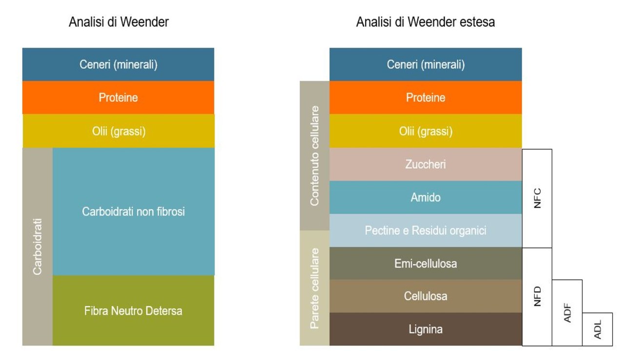 Analisi-di-Weender.jpg
