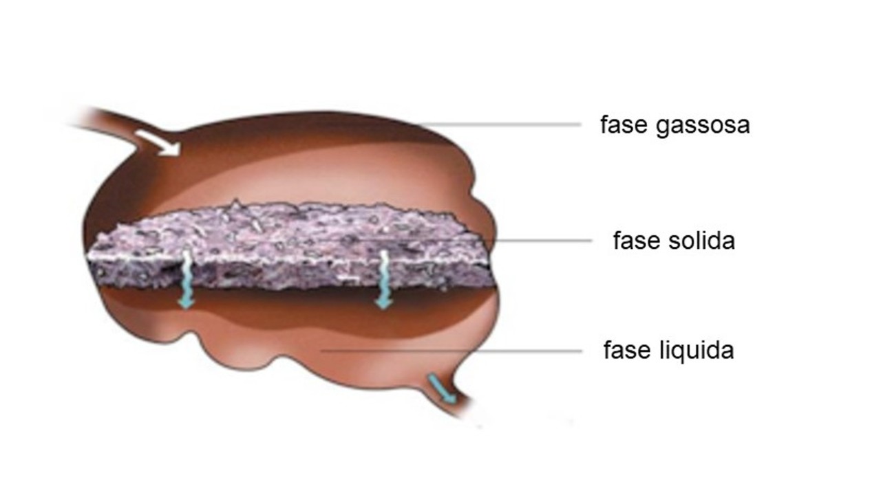 fisiologia-del-rumine.jpg