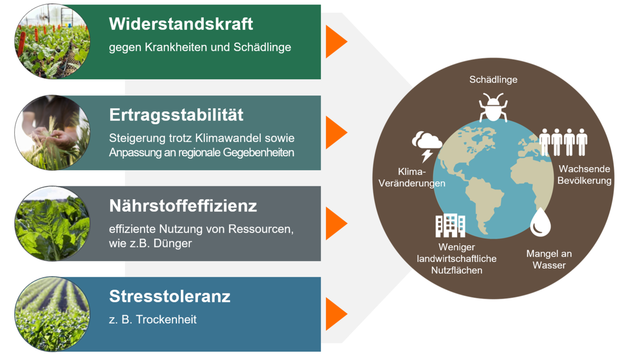 Züchtungsziele bei KWS