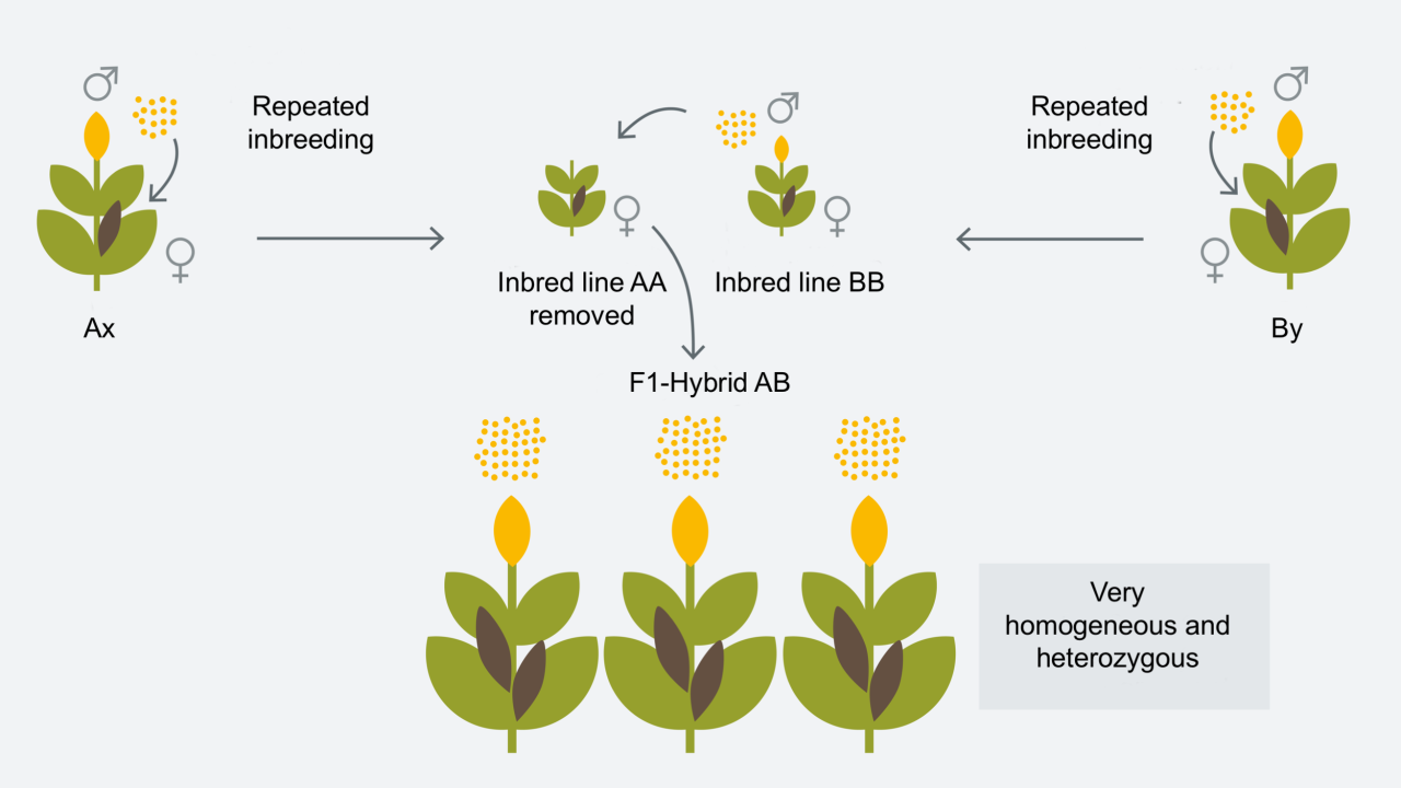 innovation_hybrid_breeding.png