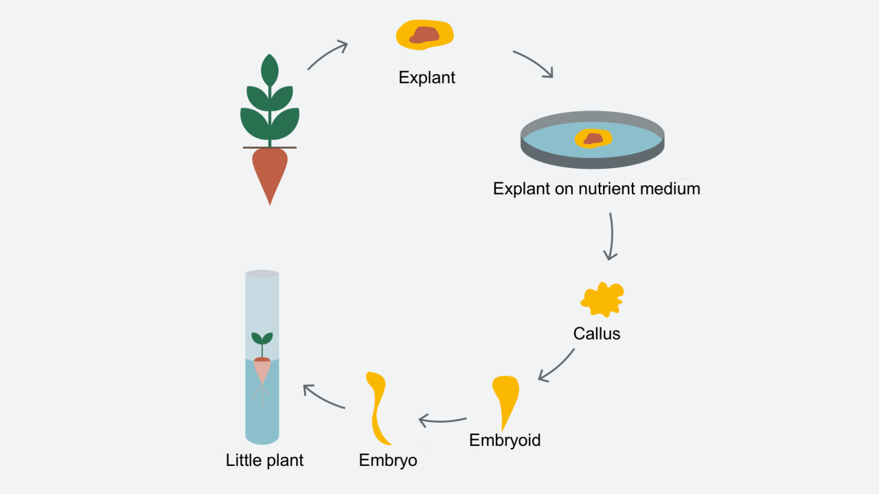KWS_innovation_cell_and_structure_culture2.png