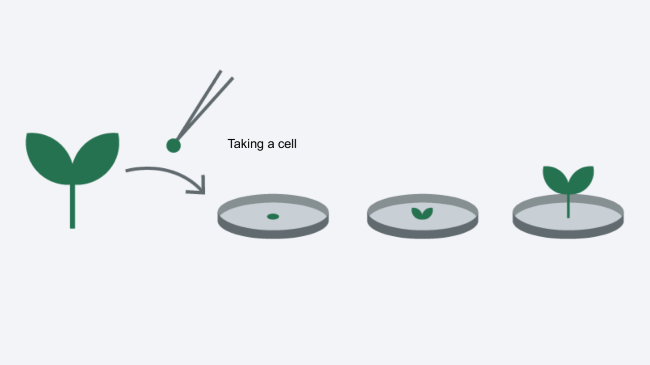 innovation_cell_and_structure_culture.png