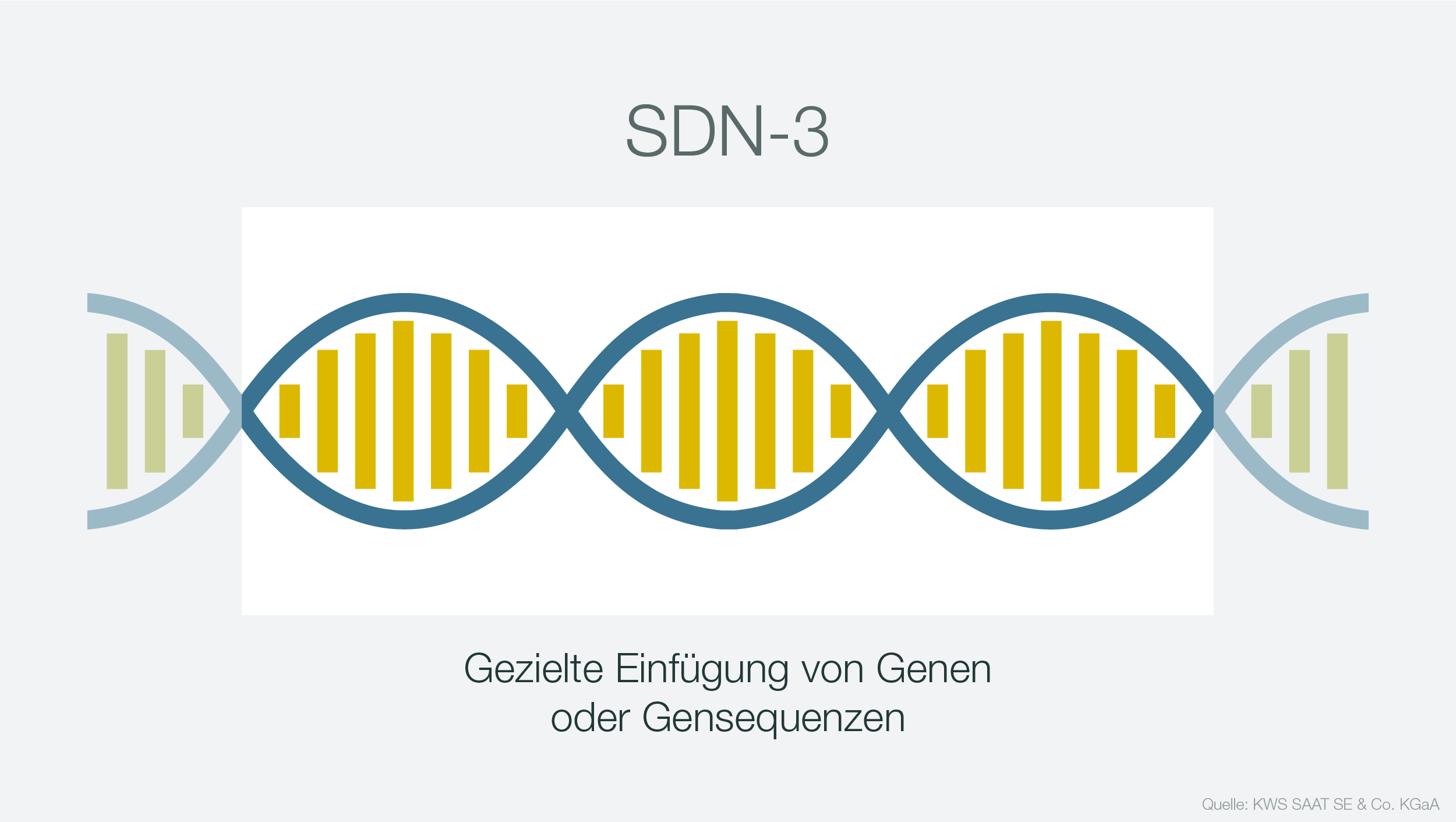 Infografik zur DNA-Manipulation SDN-3
