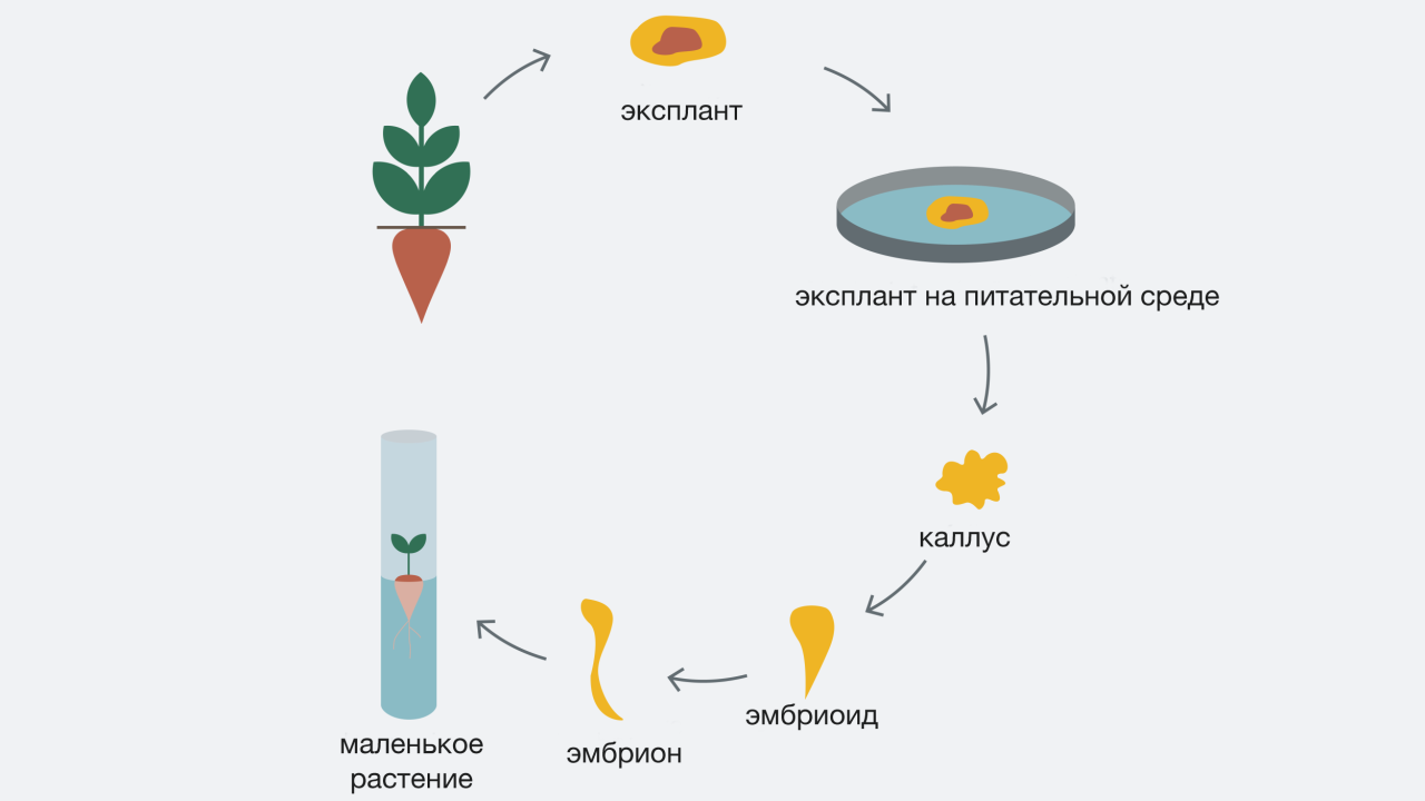 KWS-RU-Innovation-Infographic-cell-and-structure-culture-developement-cycle.png