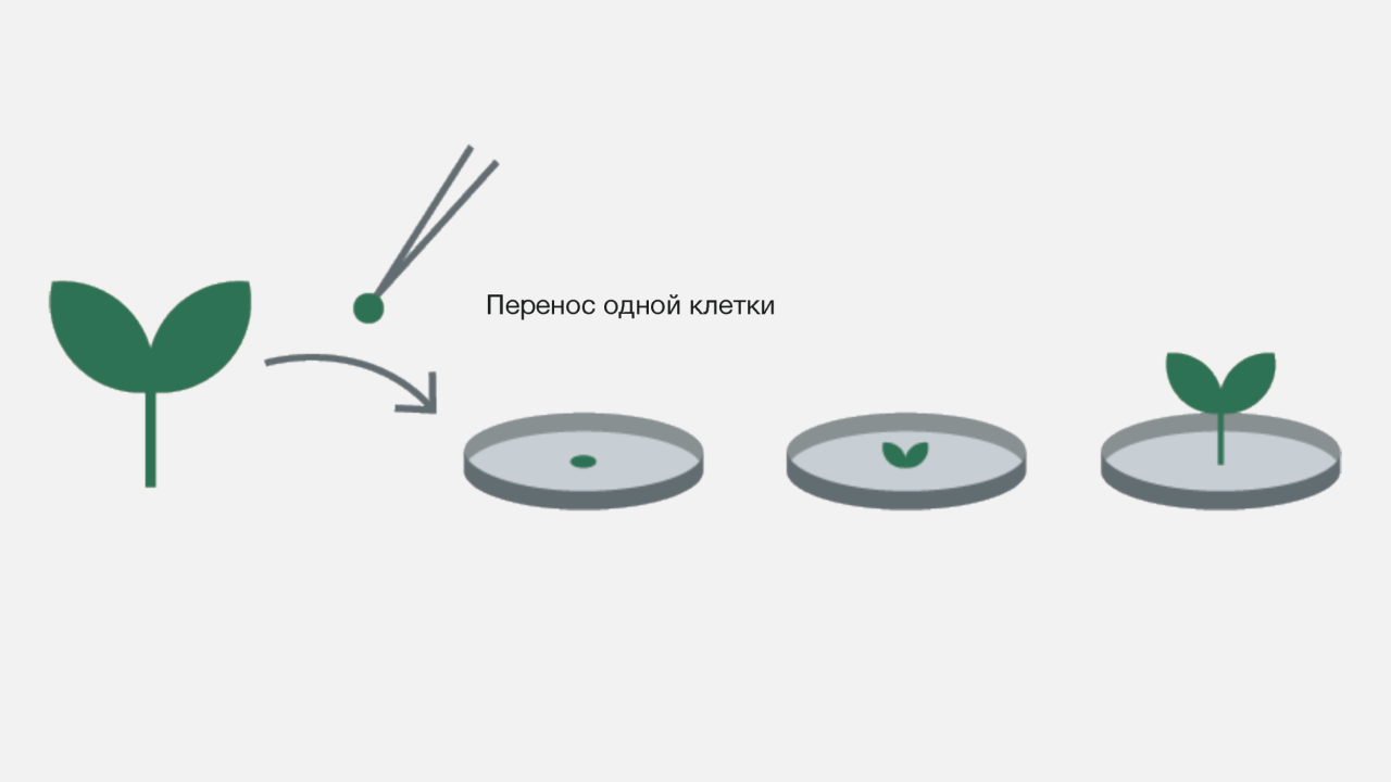 KWS-RU-Innovation-Infographic-cell-and-structure-culture-taking-cell-sample.png