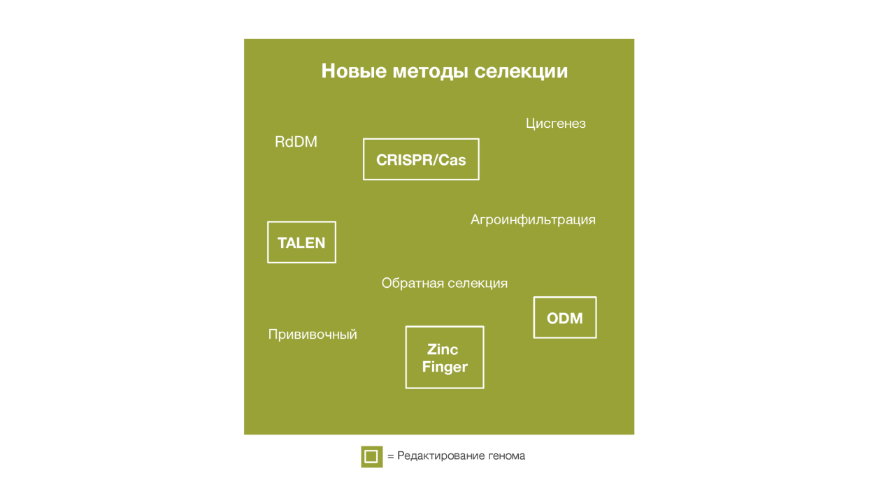 KWS-RU-Innovation-Infographic-genome-editing.png