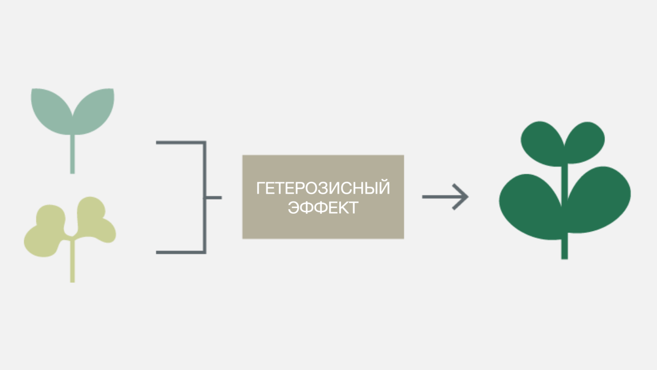 KWS-RU-Innovation-Infographic-hybrid-breeding-heterosis-effect.png