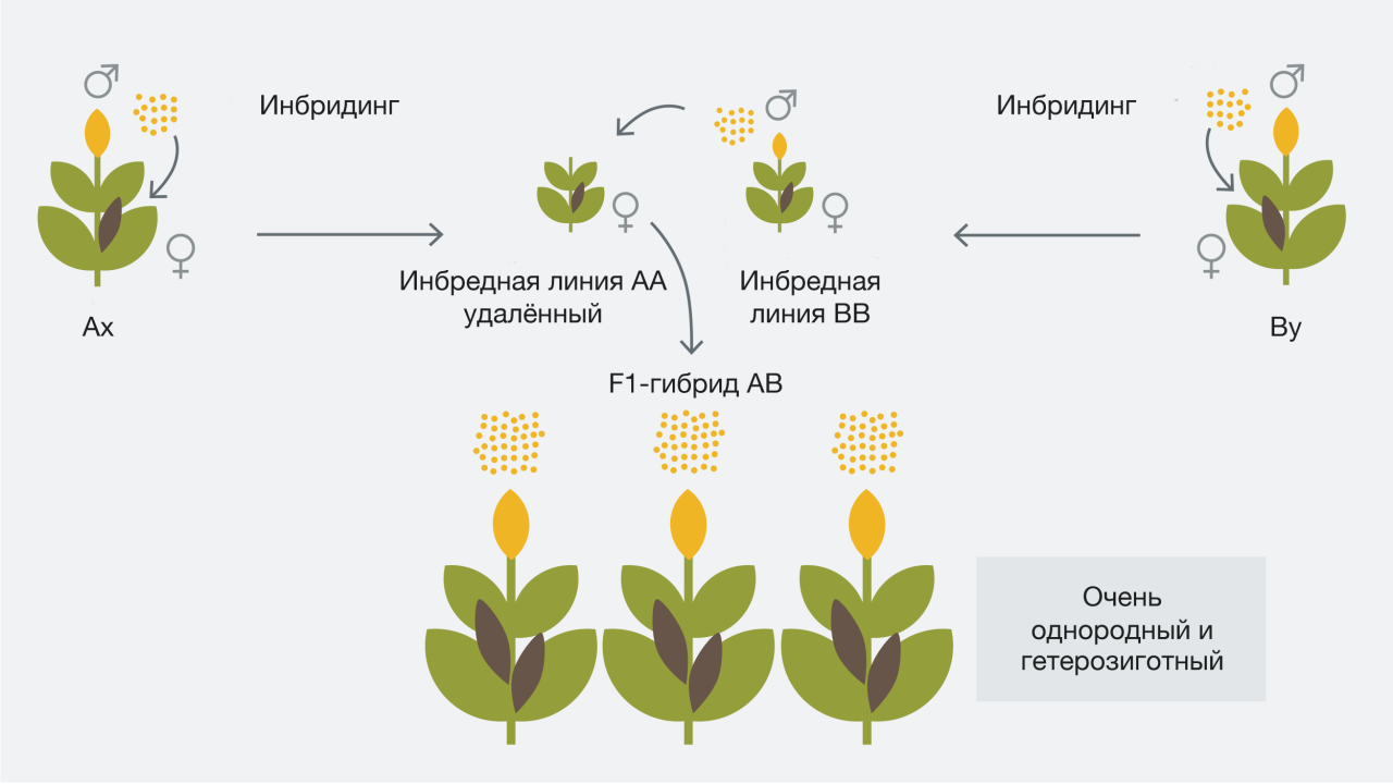 KWS-RU-Innovation-Infographic-hybrid-breeding-plant-cross-selection.png