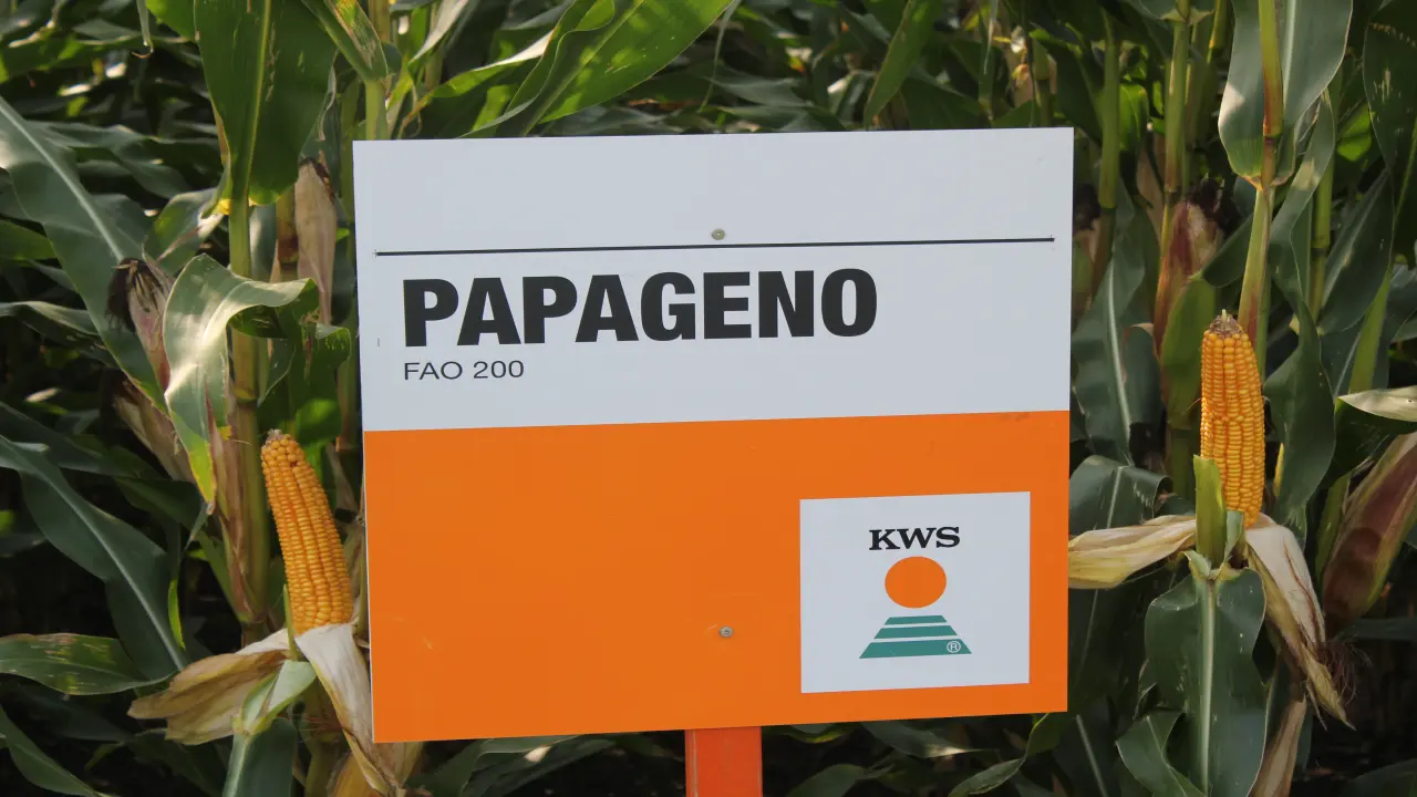 Mais-Papageno.jpg