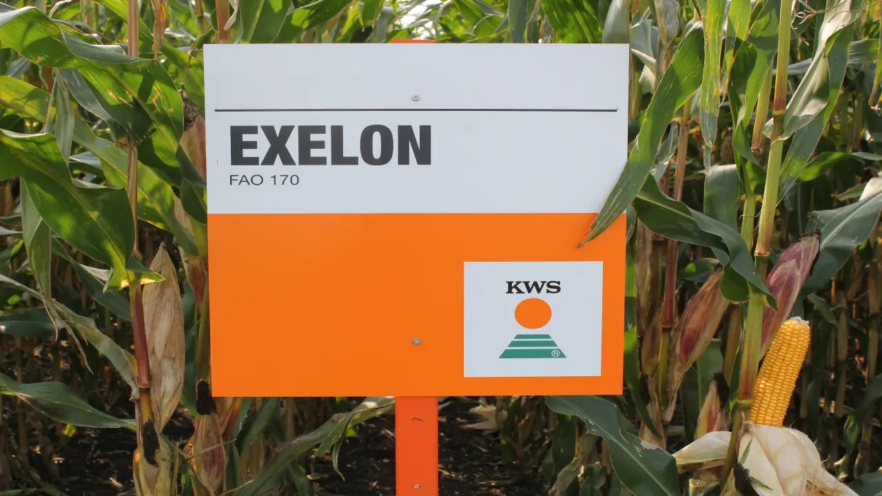 Mais-exelon.jpg