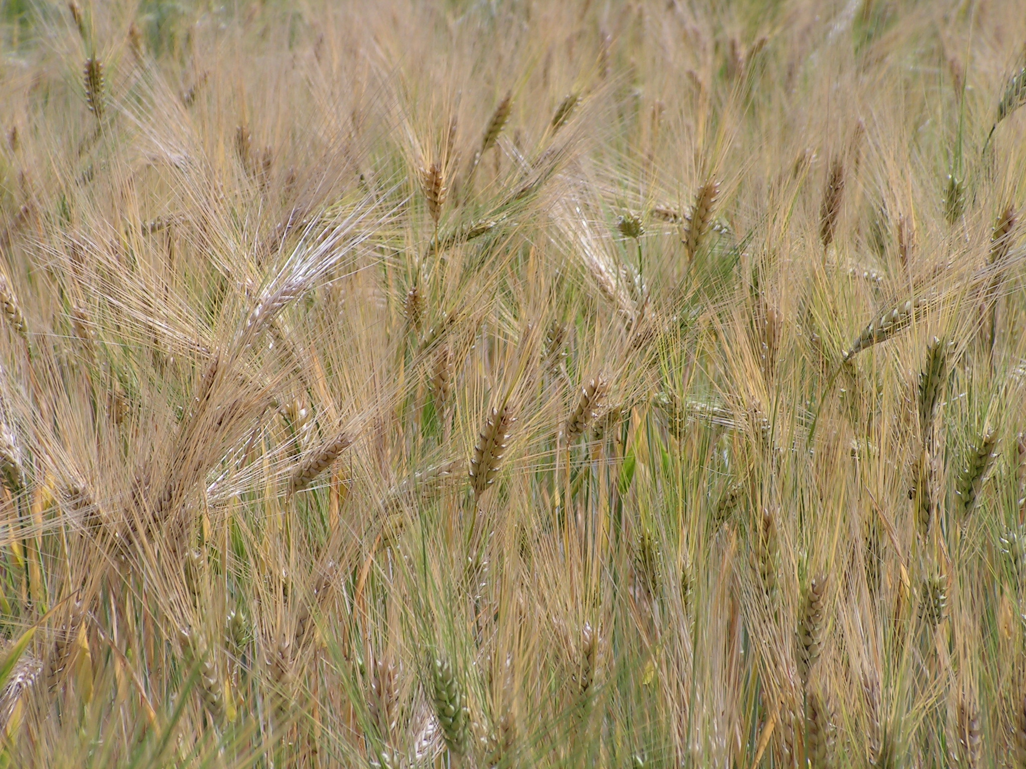 KWS-ethiopian-barley.jpg