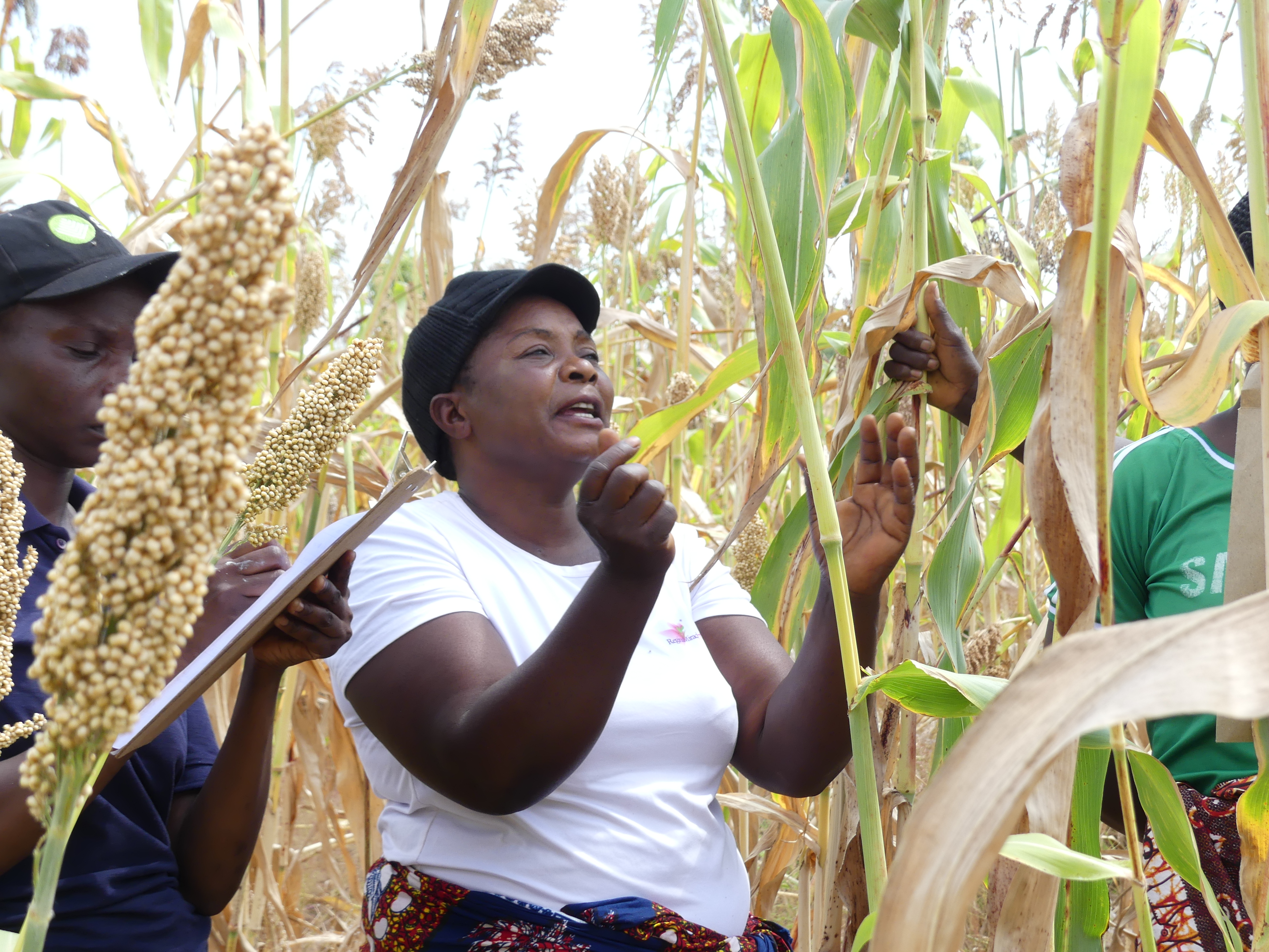 Zambian female farmer expert in a sorghum field talking to a group of people