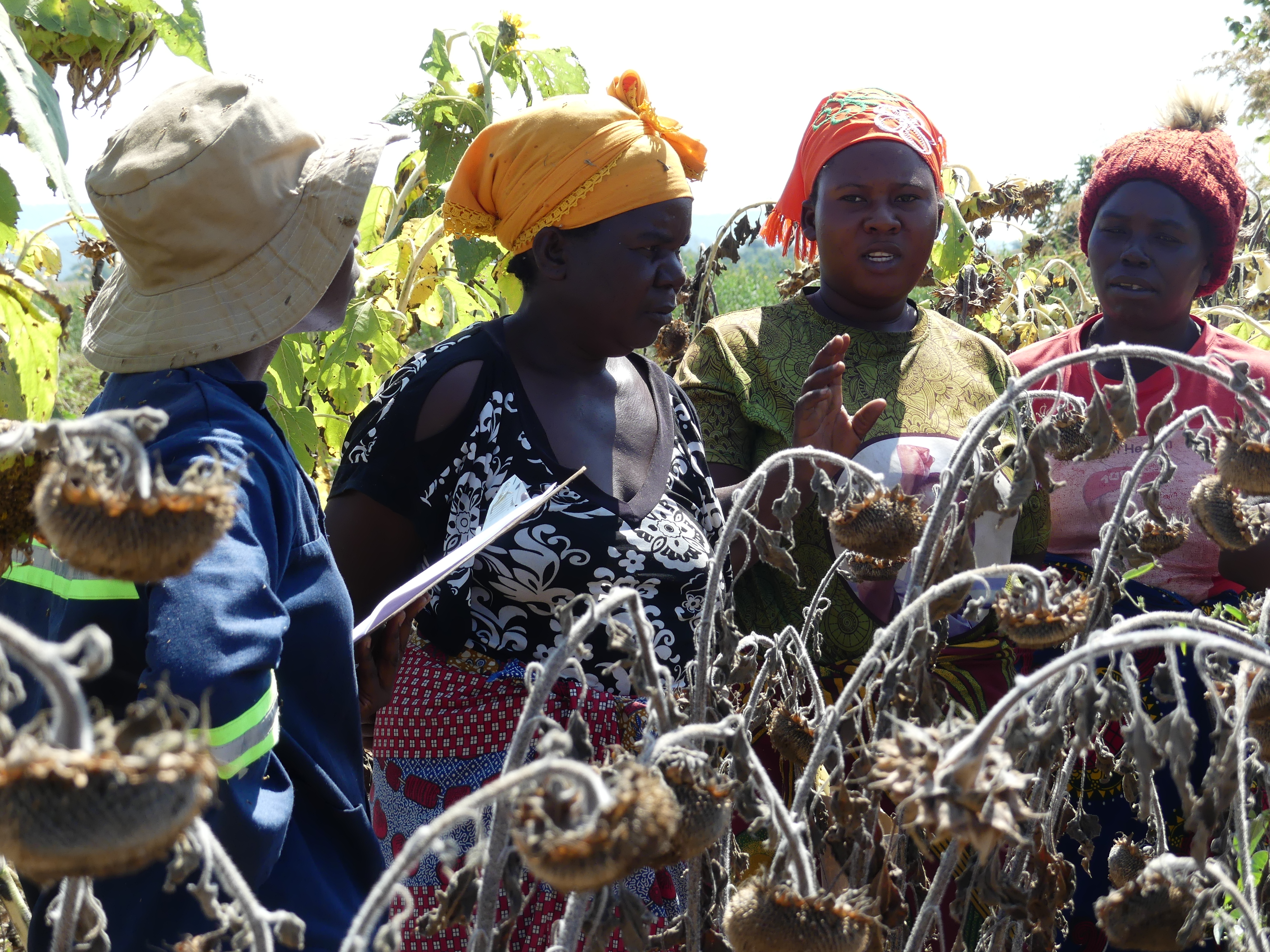 A group of female zambian farmers evaluating dry sunflower plants on a field shortly before the harvest