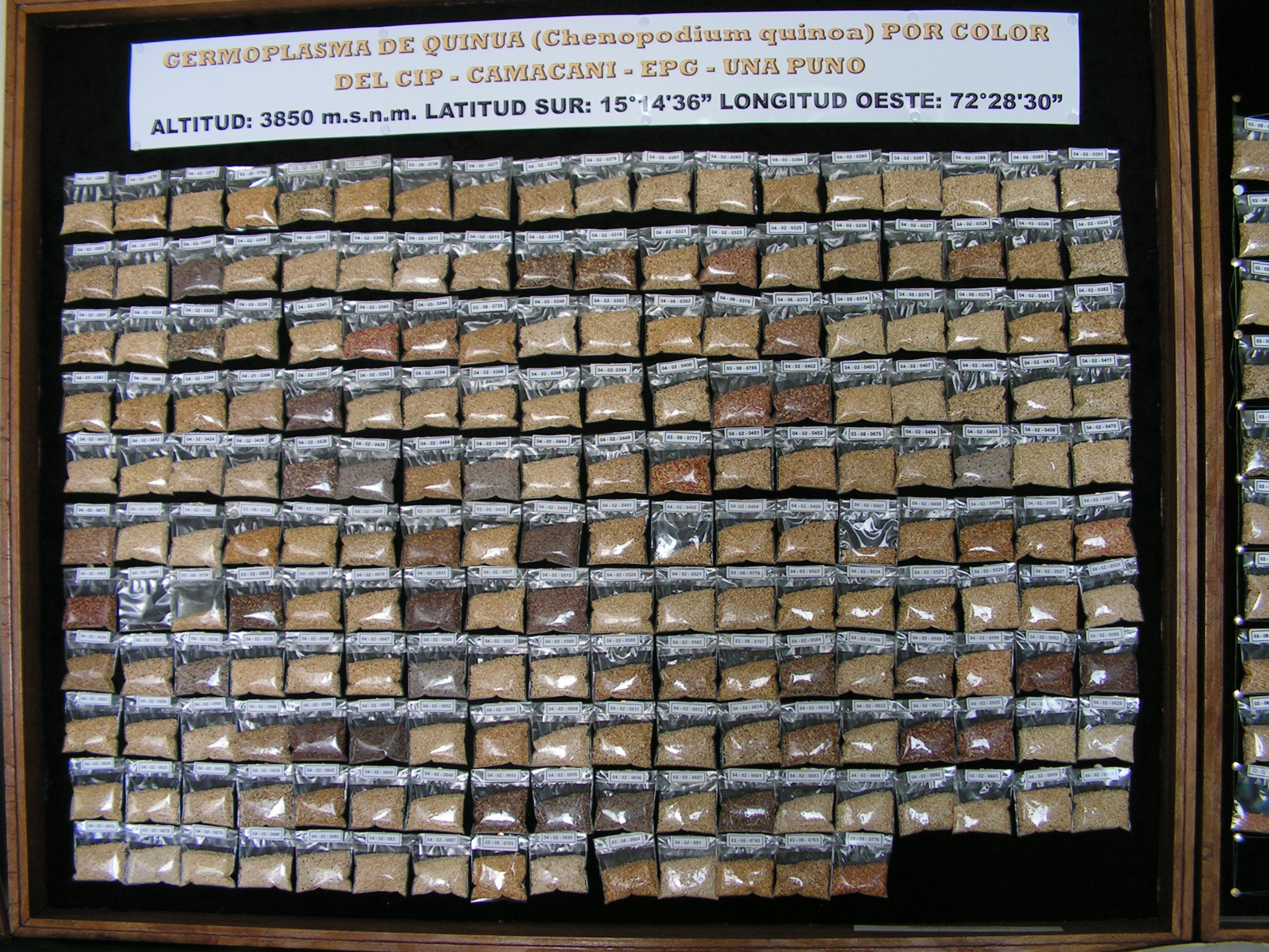 Quinoa seed collection of UNAP in Camamcani Peru