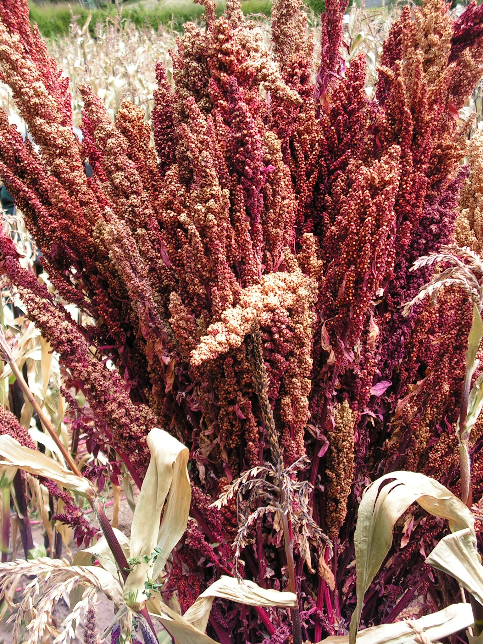 quinoa harvest bundle