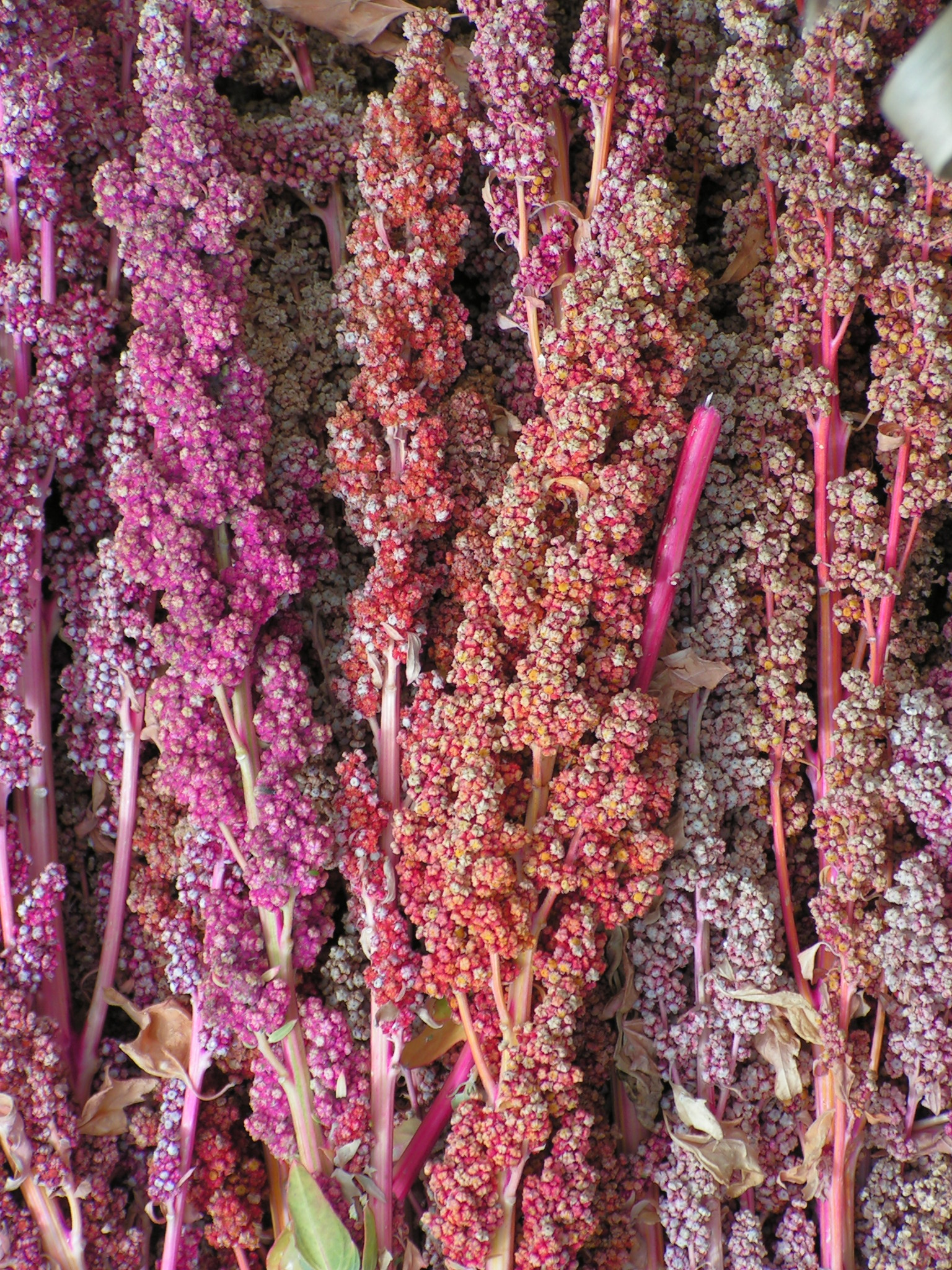 quinoa panicles after harvest