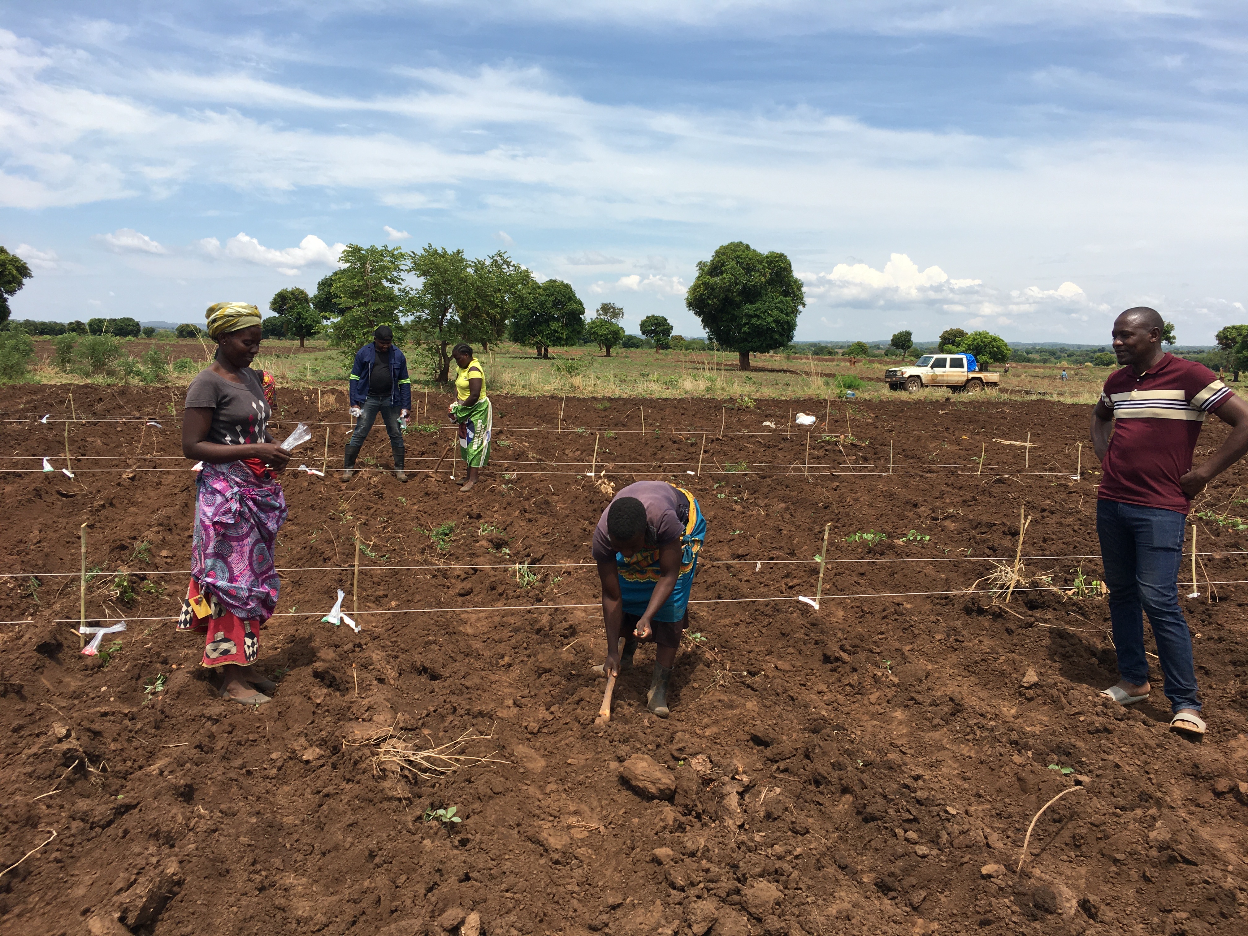 Ruth Sakala on a field together with other persons preparing the ground