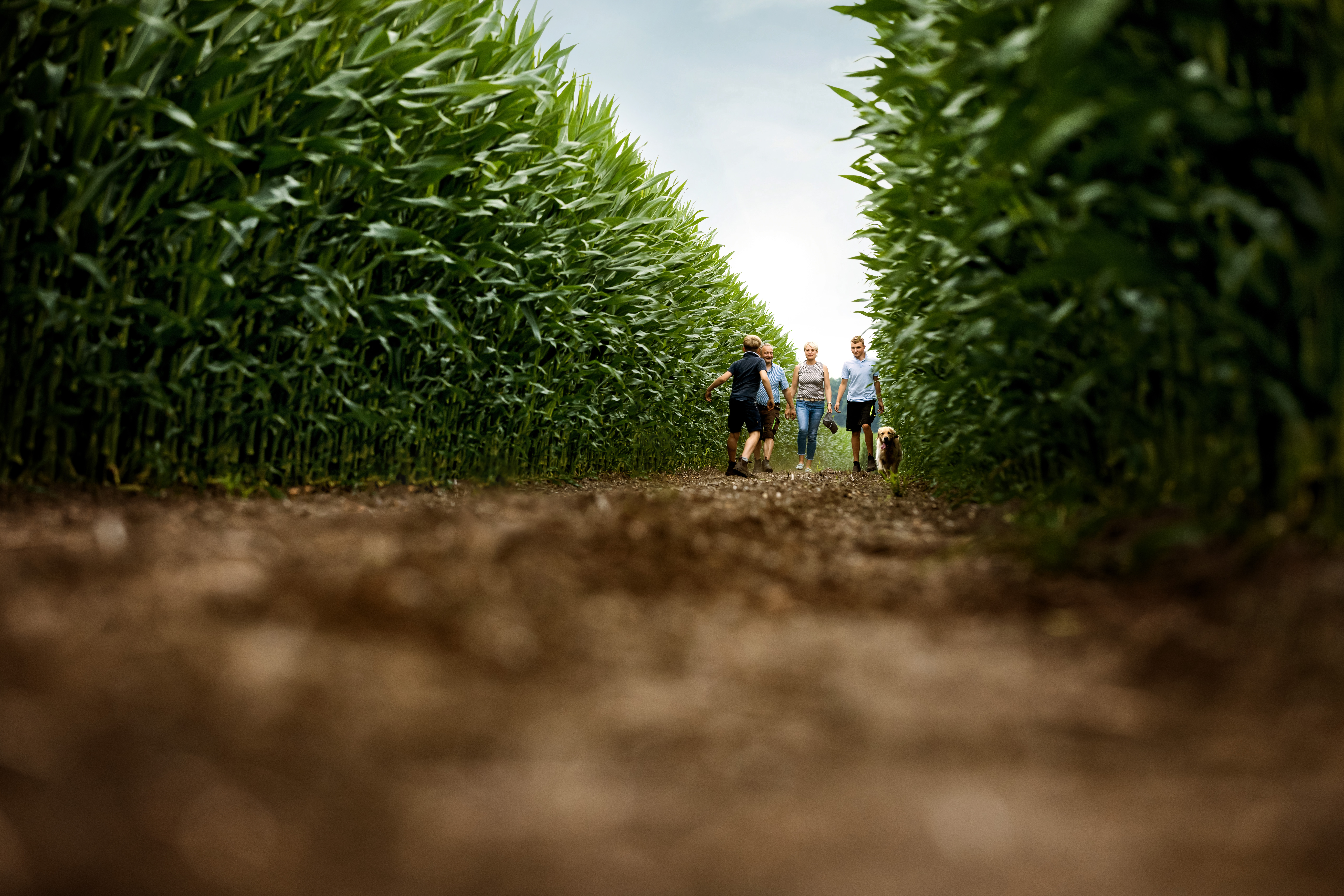 Family with dog walking through corn field