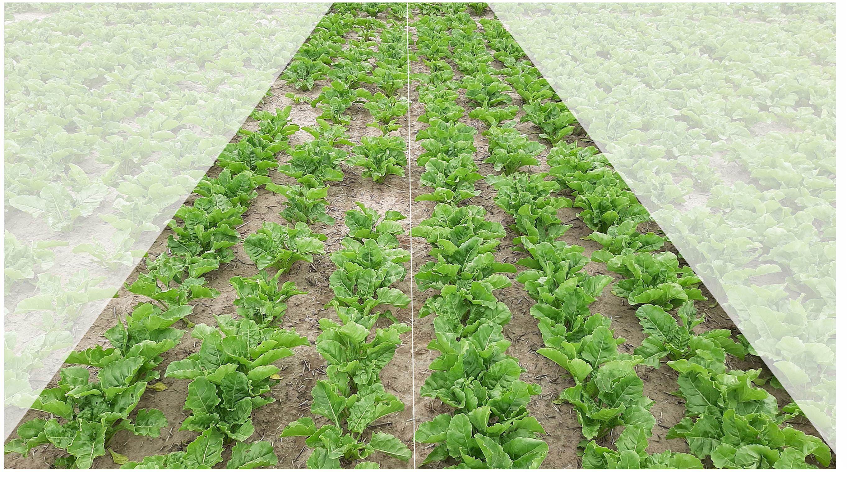 The picture shows a comparison of sugarbeet plants coated with the biological seed dressing (right side) and sugarbeet plants coated with the earlier standard dressing (left side). The additional dressing of the biological growth promoter results in improved juvenile plant development and a more homogeneous emergence of the sugarbeet seedlings in the field.