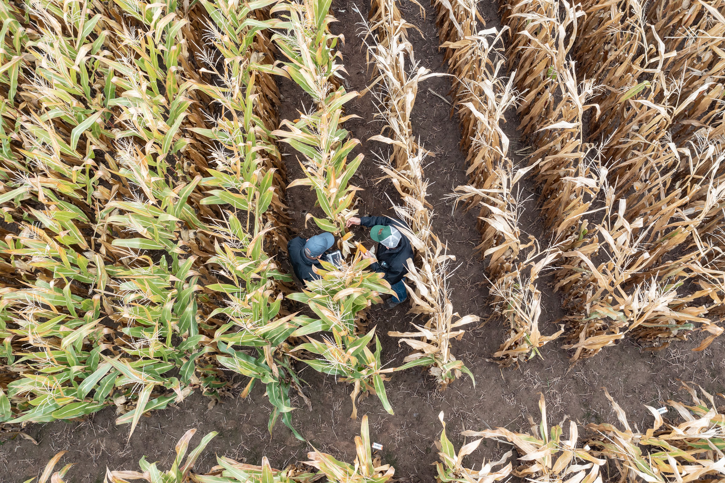 From the drone perspective, the difference between the conventional and low-input varieties (shown on the left) is clearly visible.