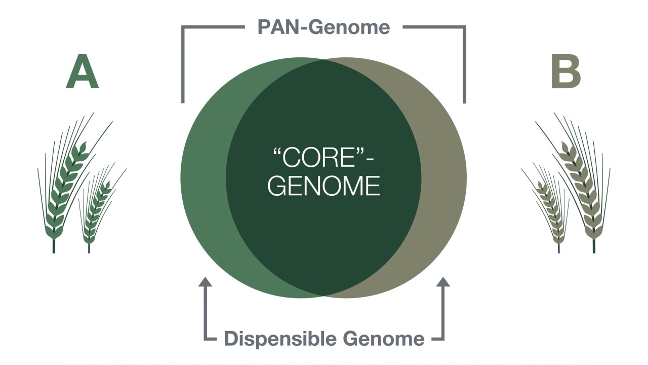 KWS Research Pre-Bredding Barley PAN Genome