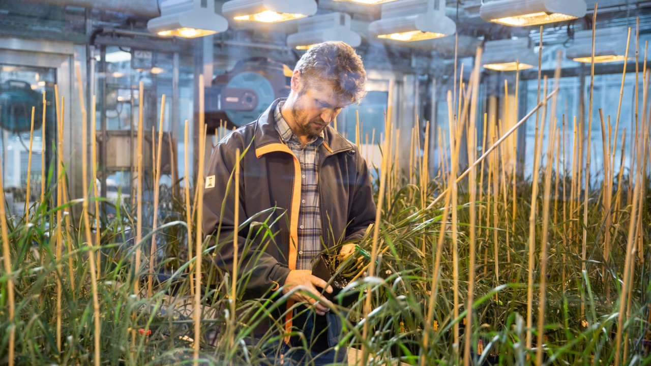 Pre-Breeder Klaus Oldach inspects the growth of the barley plants in the greenhouse.