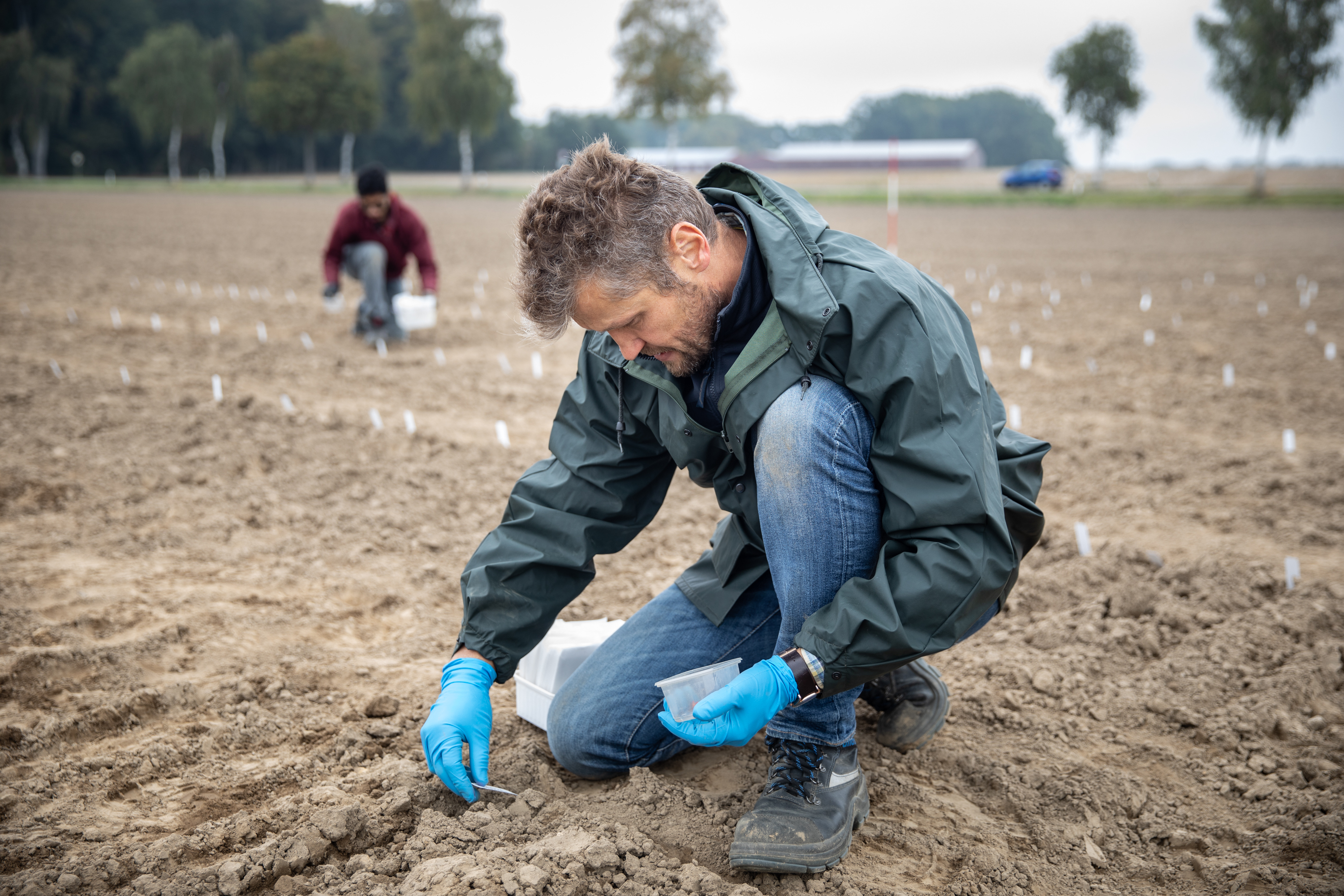 Klaus Oldach and his colleagues are sowing the seeds from the genebank into the field.