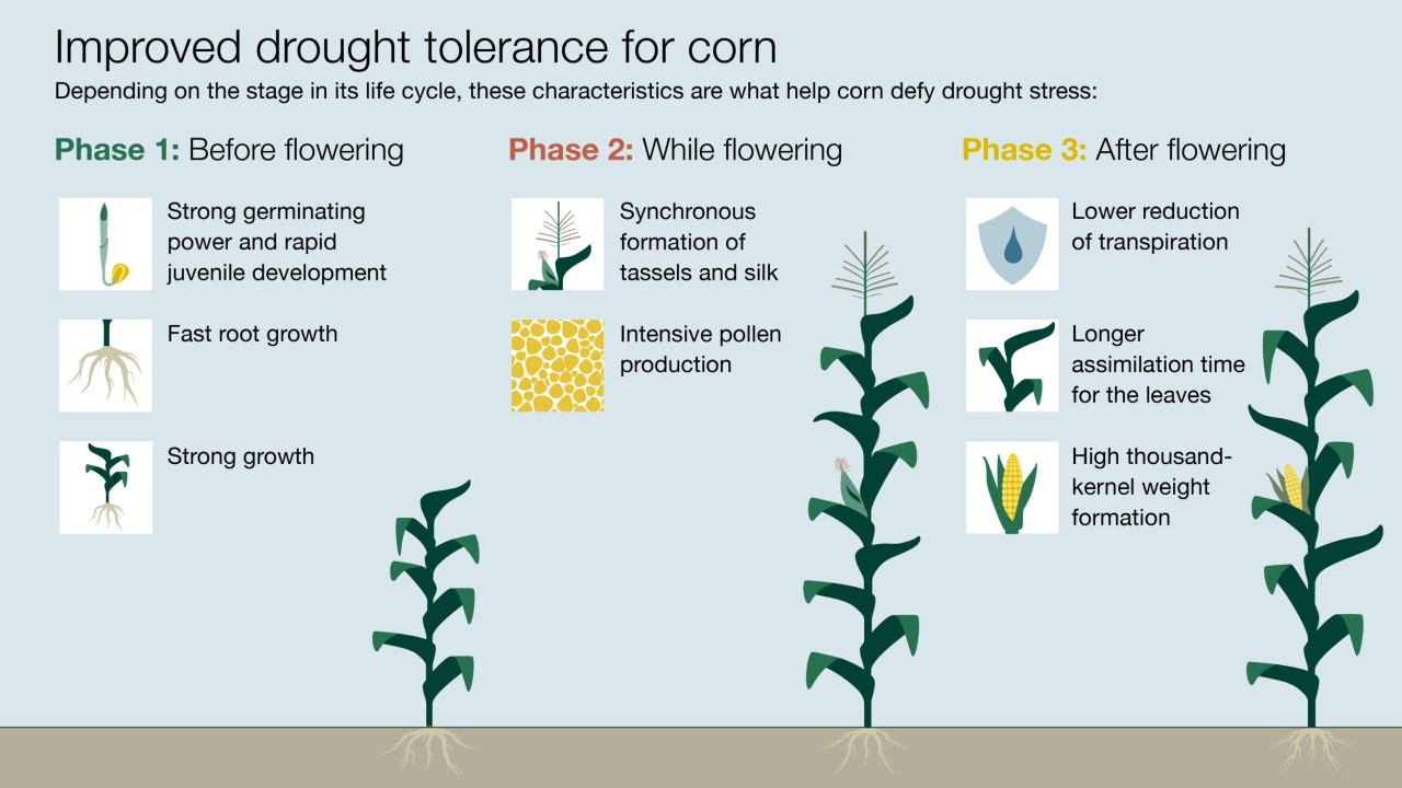 KWS_Romania_Farmer_Infographic.jpg