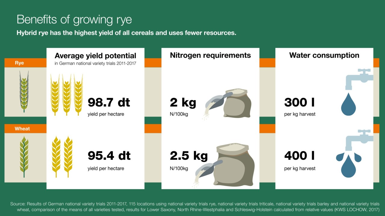 kws_wof_infographic_benefits_of_growing_rye.jpg
