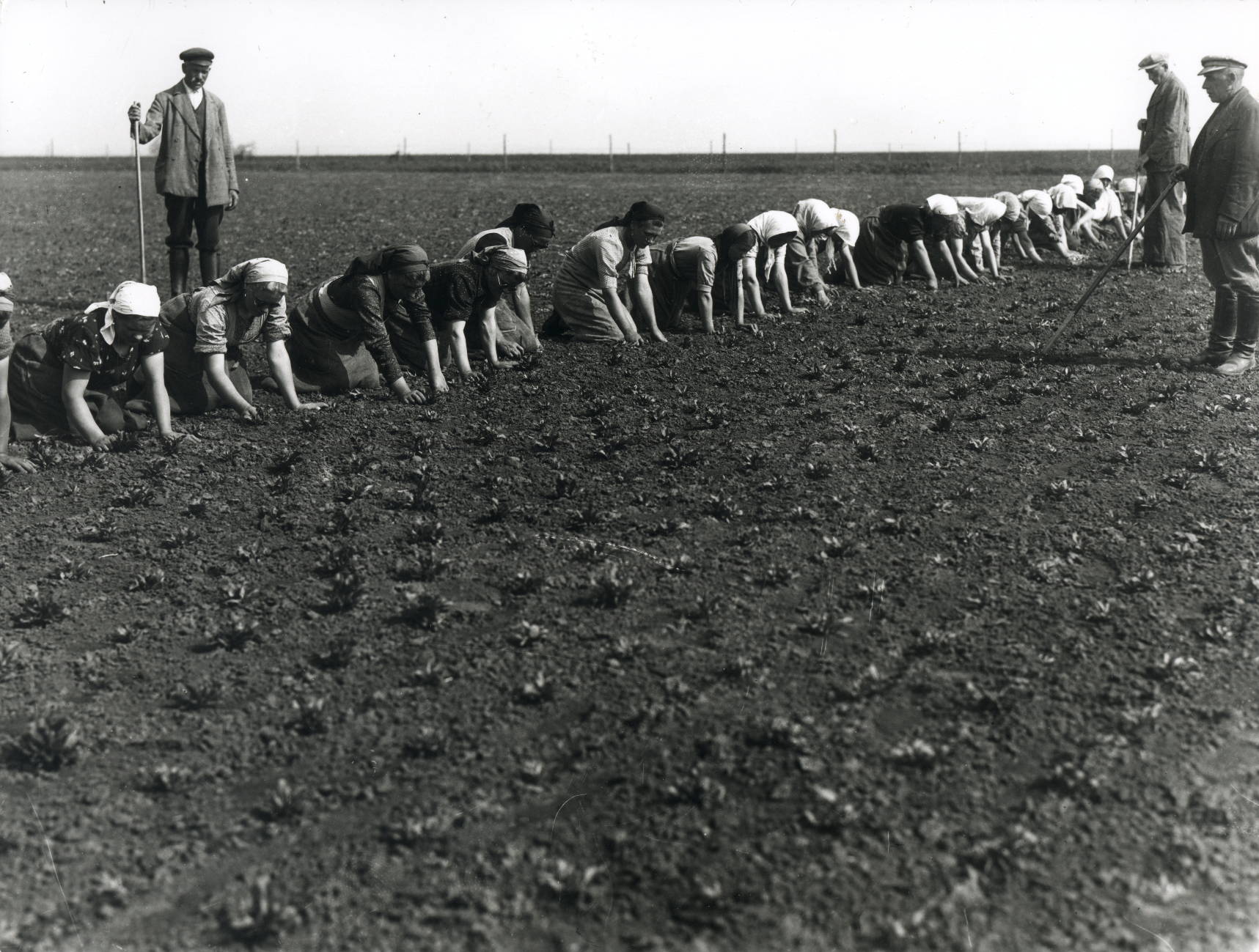 Vrouwen aan het "bietendunnen" met de hand, vóór 1945