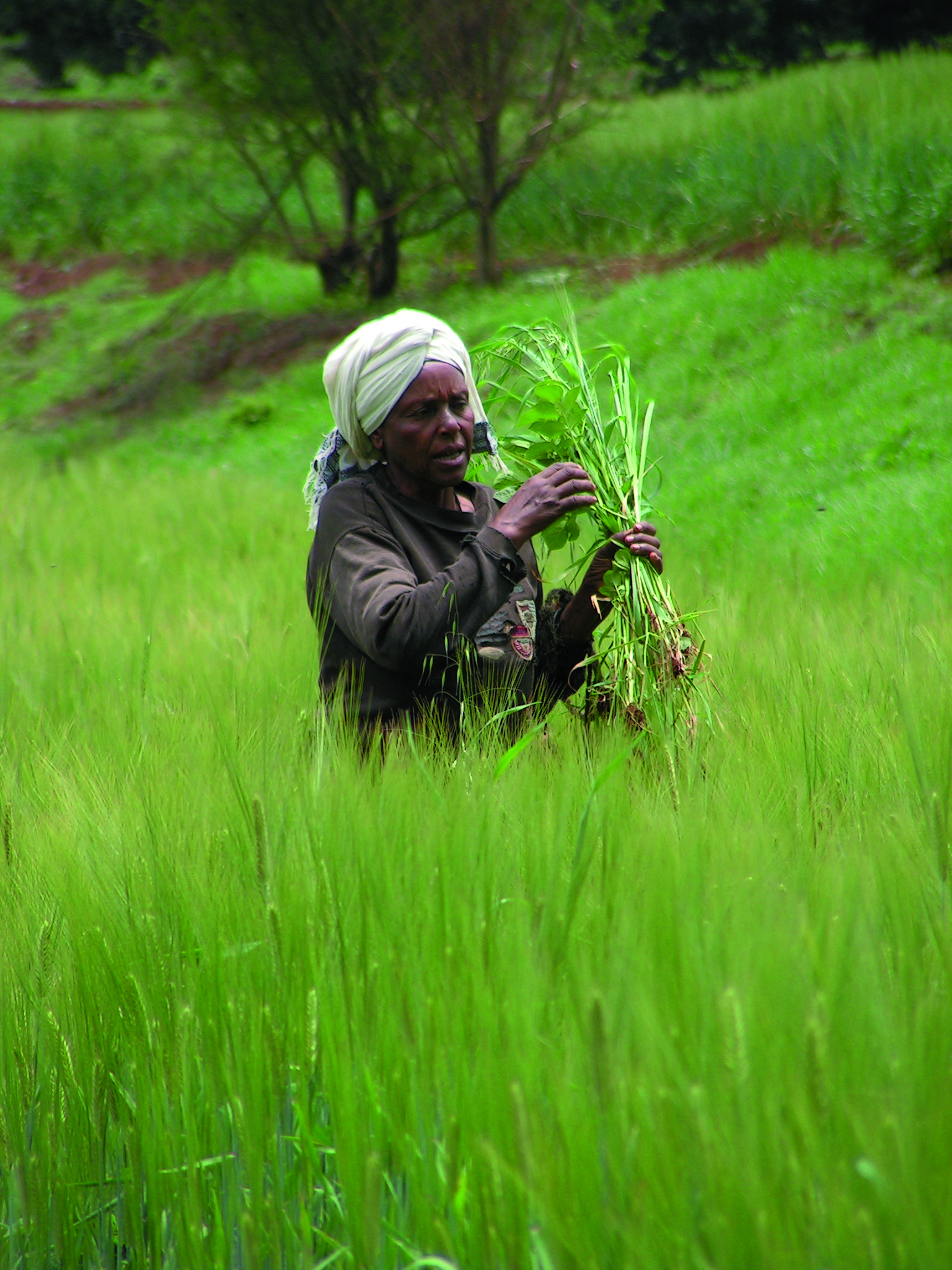 Ethiopian farmer tending to crops in a grain field