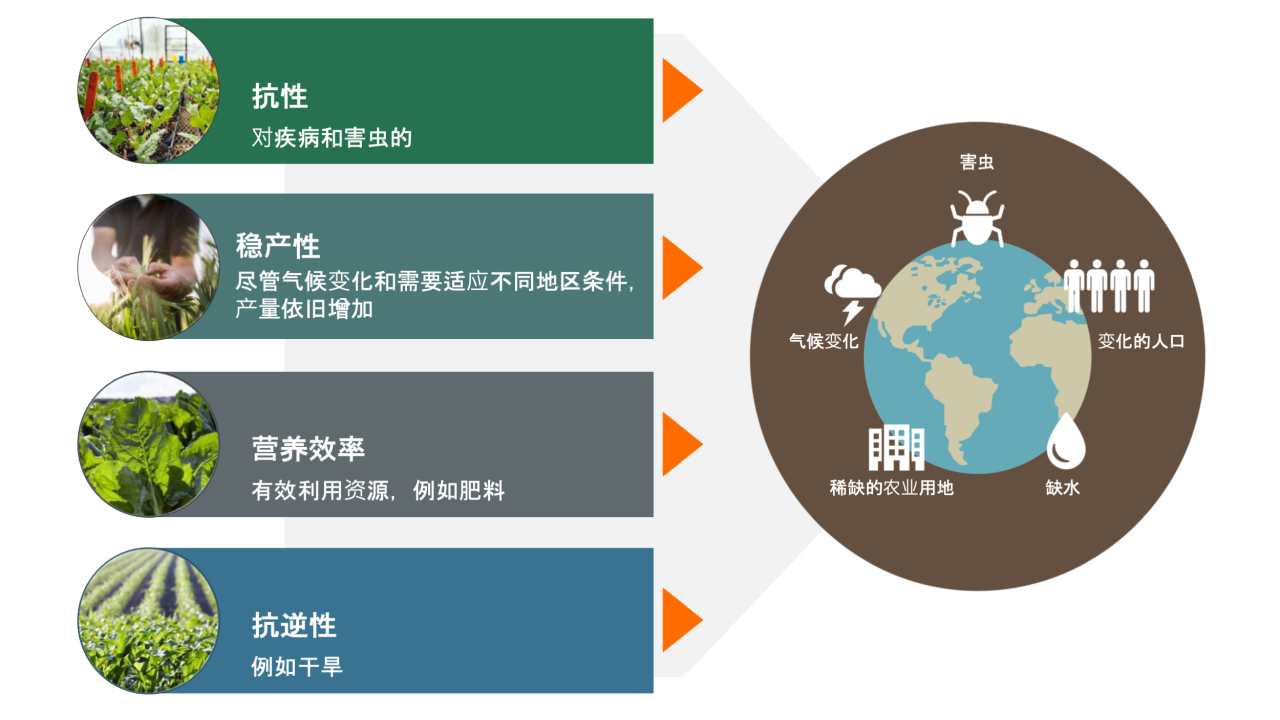 KWS 的育种目标