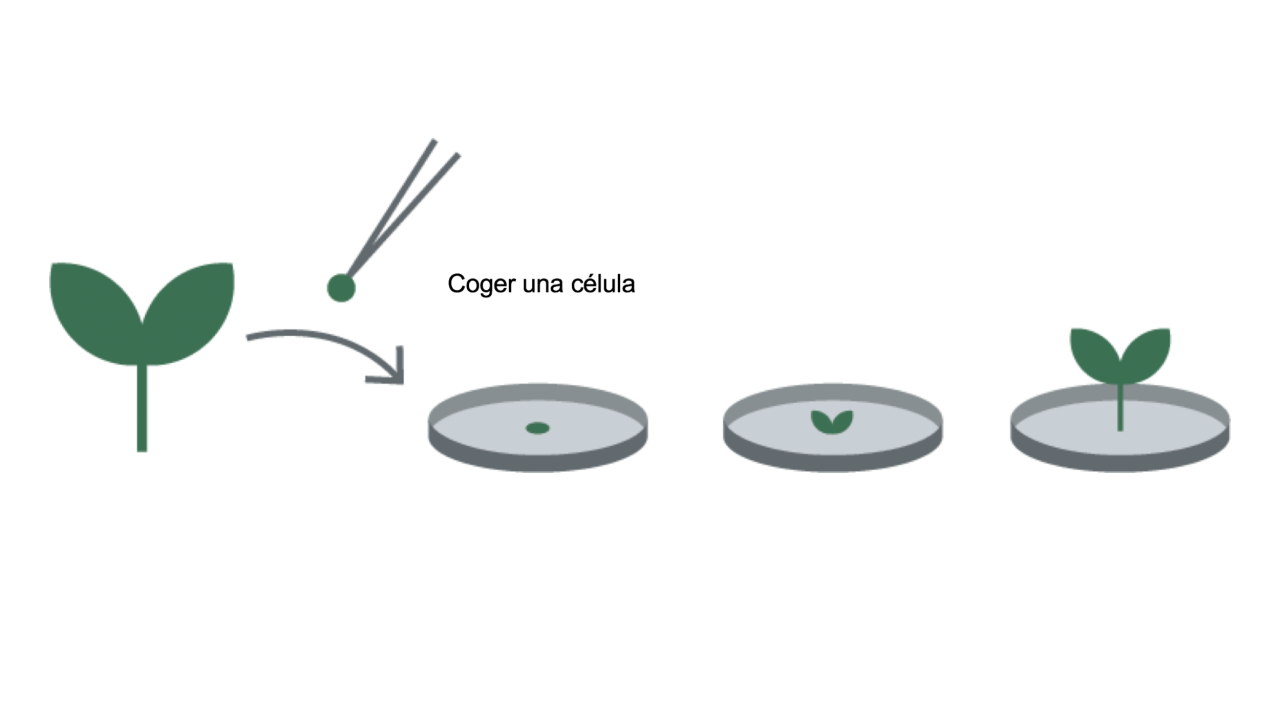kws_cultivo_celular_y_estructural_1.png